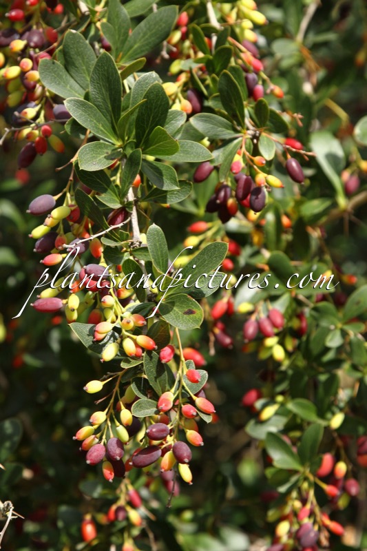 Berberis floribunda