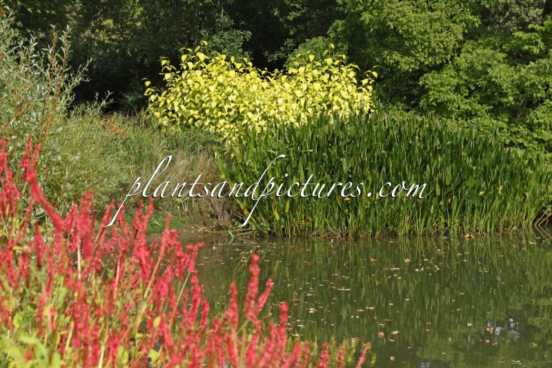 Cornus sericea ‘Sunshine’ (+Pontederia cordata)