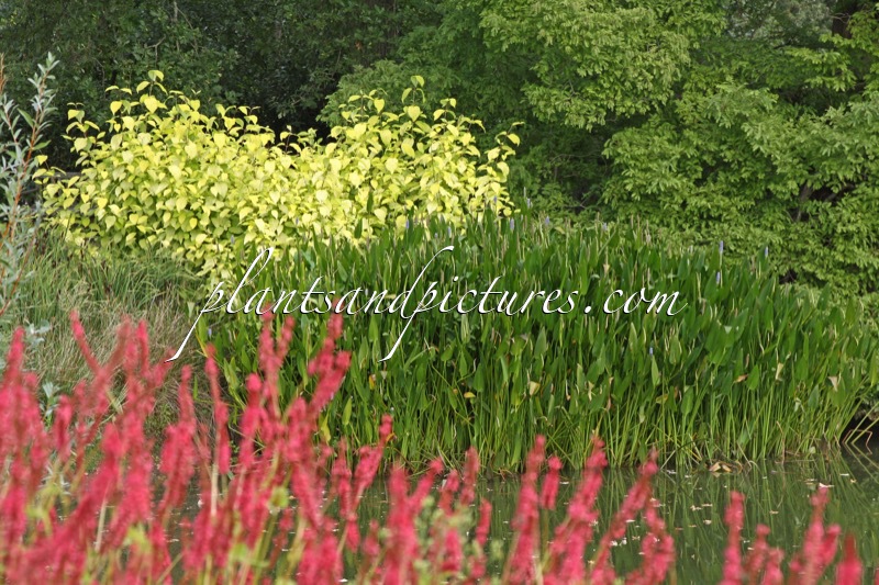 Cornus sericea ‘Sunshine’ (+Pontederia cordata)