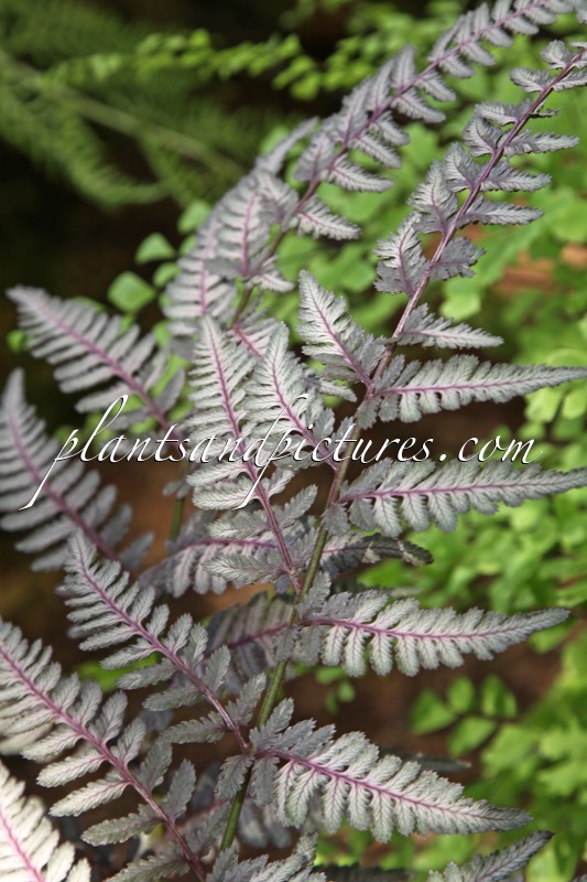 Athyrium niponicum ‘Burgundy Lace’