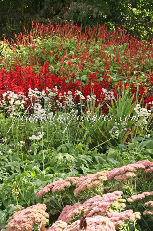 Astrantia ‘Buckland’ (+Lobelia cardinalis ‘Queen Victoria’ +Persicaria amplexicaulis)