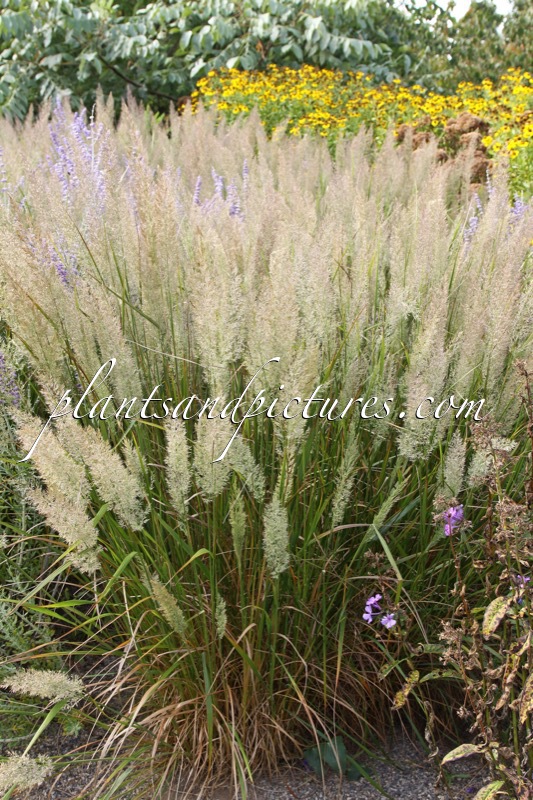 Calamagrostis brachytricha