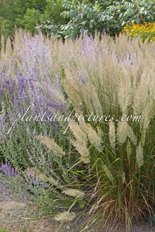 Calamagrostis brachytricha (+Perovskia atriplicifolia ‘Little Spire’)