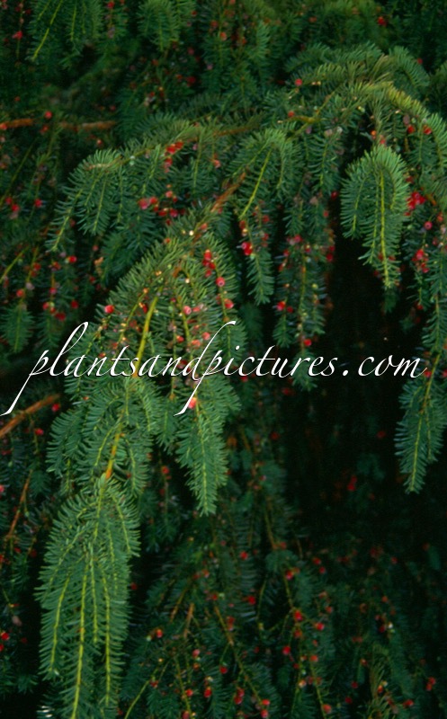 Taxus baccata ‘Dovastoniana’