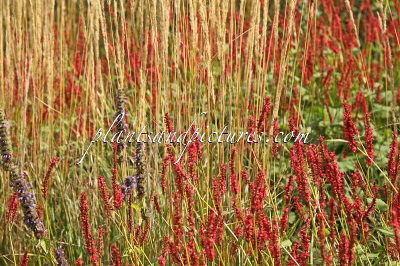 Calamagrostis acutiflora ‘Karl Foerster’ (+Persicaria amplexicaulis ‘Firedance’)