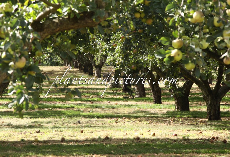 Malus