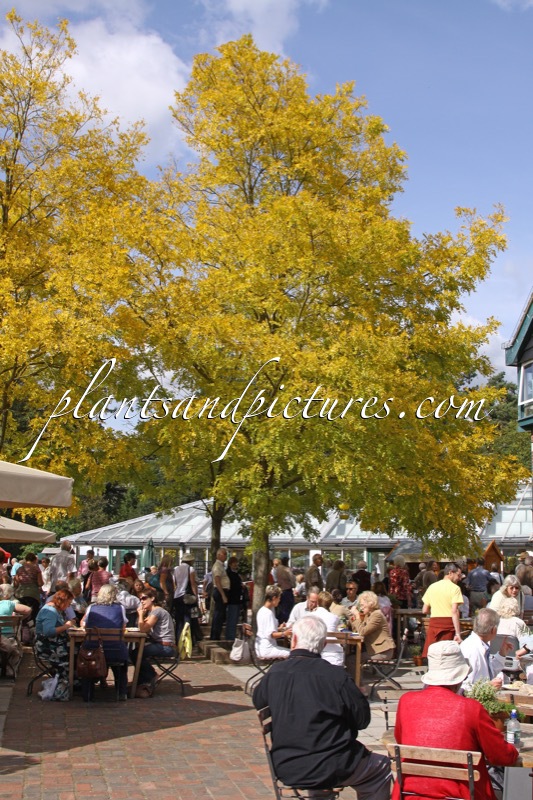 Robinia pseudoacacia ‘Frisia’