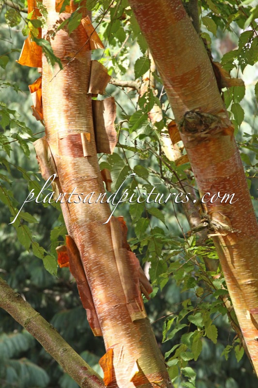 Betula albosinensis ‘Red Panda’