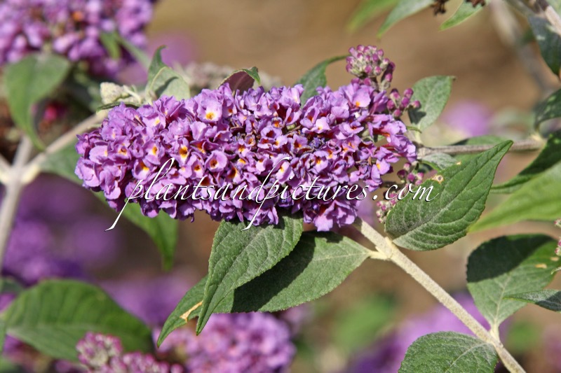 Buddleja ‘Blue Chip’
