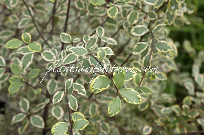 Pittosporum tenuifolium ‘Silver Magic’
