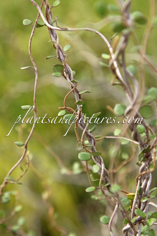 Muehlenbeckia complexa ‘Ward’