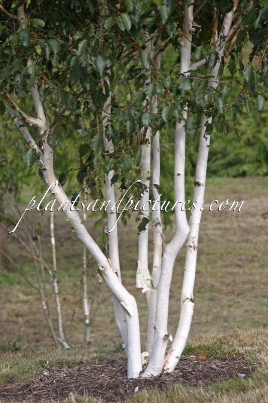 Betula utilis ‘Grayswood Ghost’