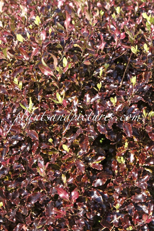 Pittosporum tenuifolium ‘County Park Dwarf’