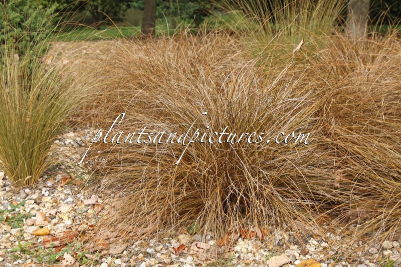 Carex buchananii