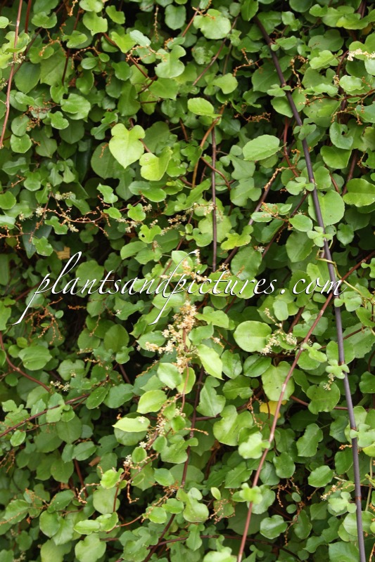 Muehlenbeckia trilobata