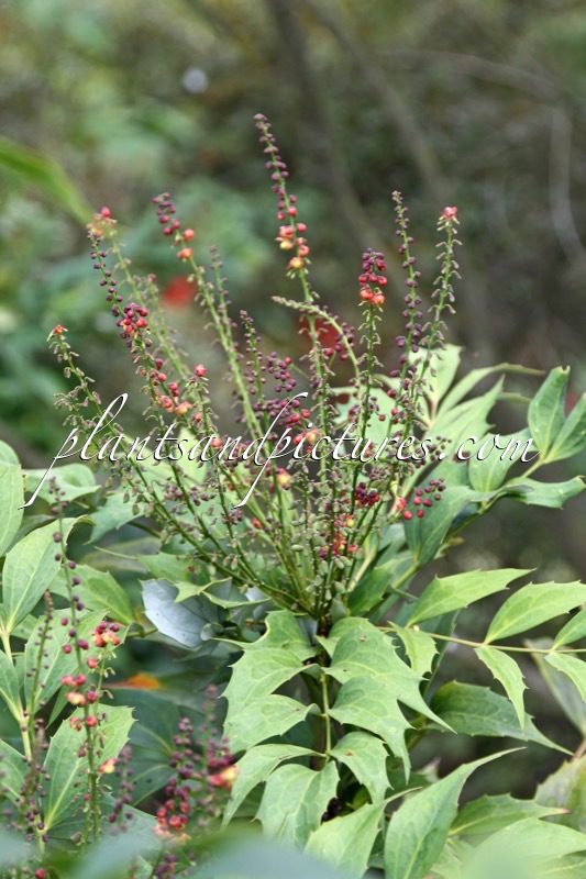 Mahonia savilliana ‘Factor’