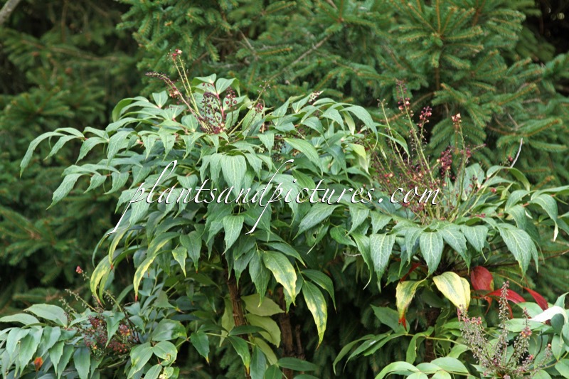 Mahonia savilliana ‘Clone B’