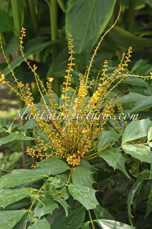 Mahonia emeiensis