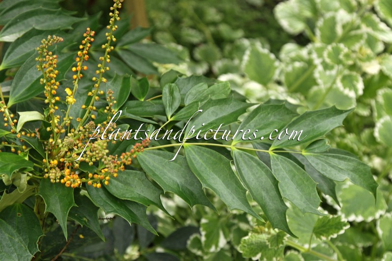 Mahonia emeiensis