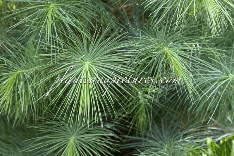 Pinus maximartinezii