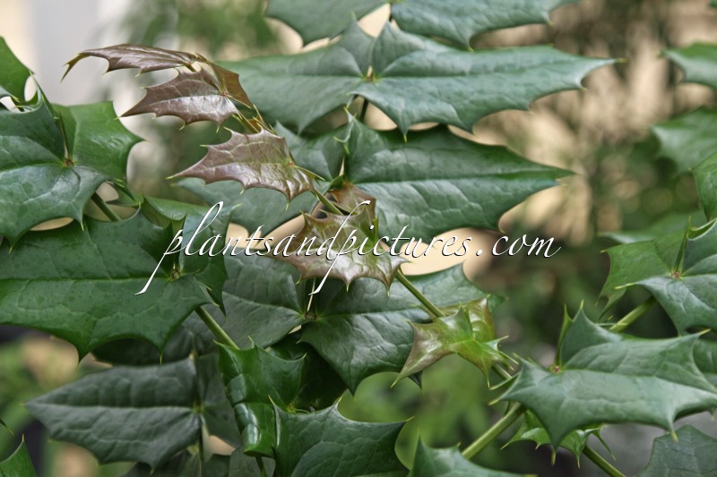 Mahonia leveilleana (MF941011)