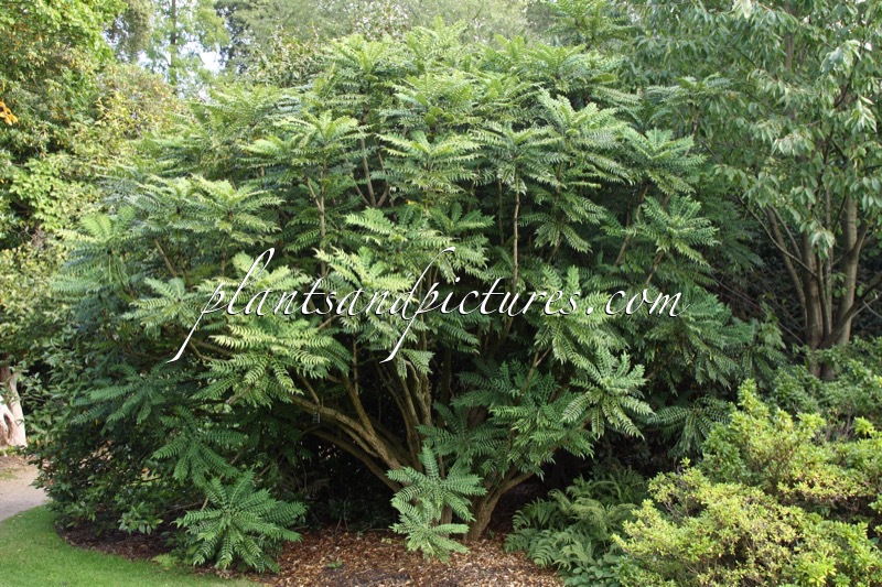 Mahonia oiwakensis subsp. lomariifolia
