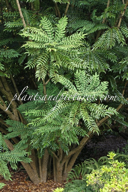 Mahonia oiwakensis subsp. lomariifolia