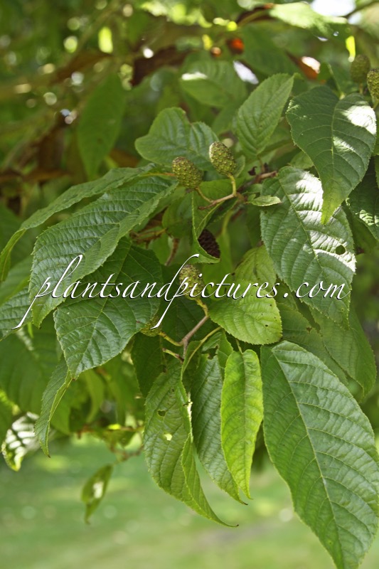 Alnus trabeculosa