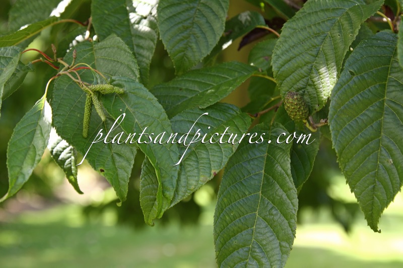 Alnus trabeculosa