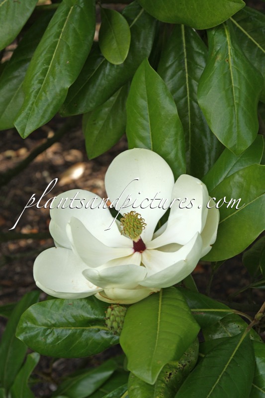 Magnolia grandiflora ‘Maryland’