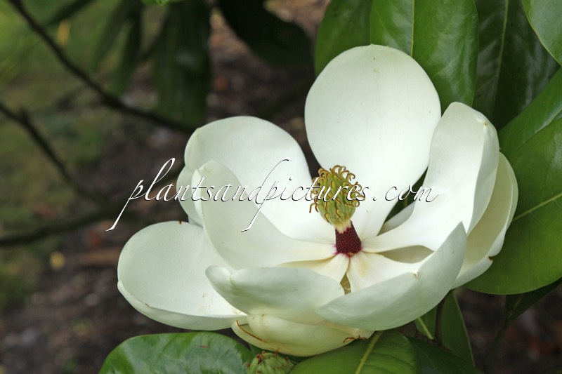 Magnolia grandiflora ‘Maryland’