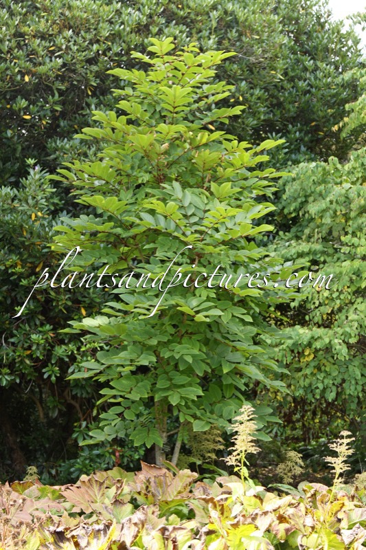 Meliosma veitchiorum