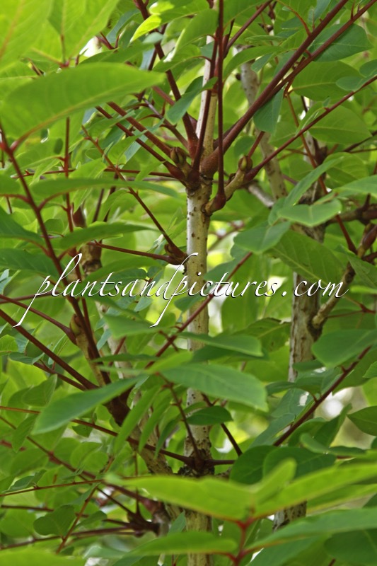 Meliosma veitchiorum