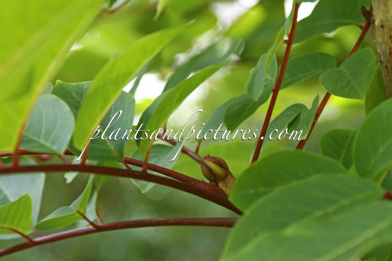 Meliosma veitchiorum