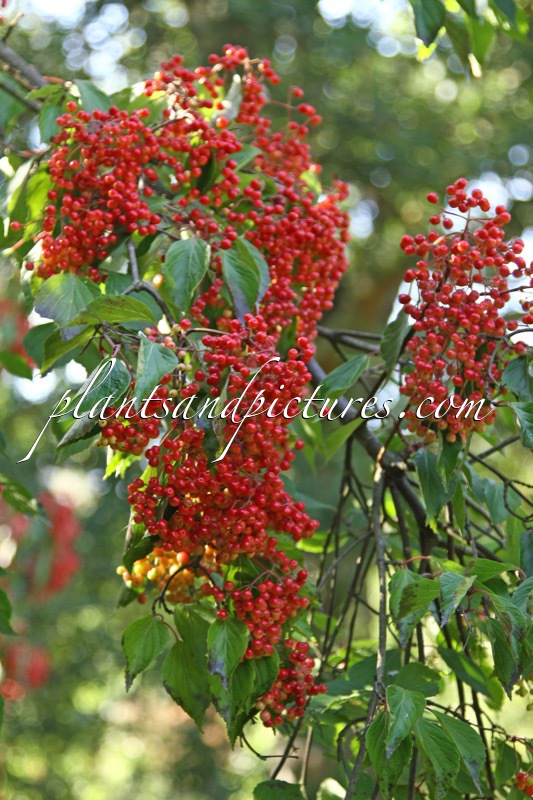 Viburnum betulifolium