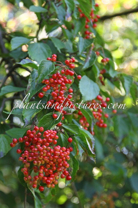 Viburnum betulifolium