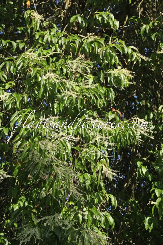 Oxydendrum arboreum