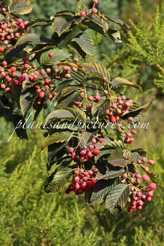 Sorbus alnifolia