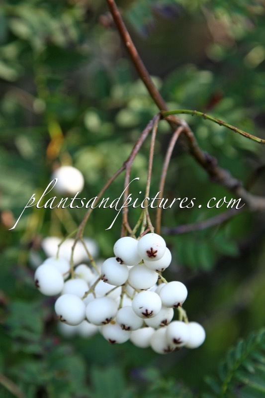 Sorbus setschwanensis