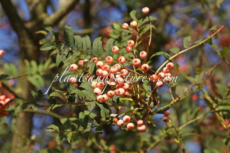 Sorbus ‘Red Tip’