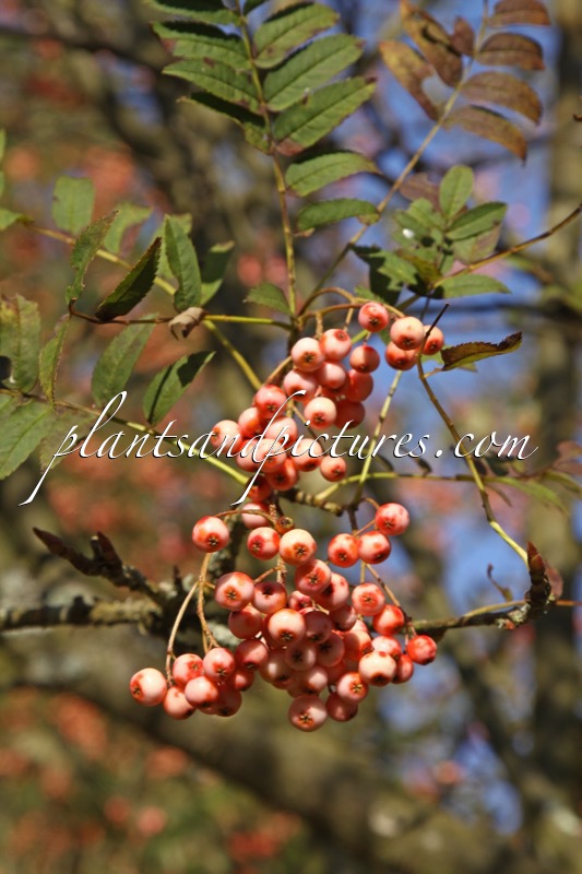 Sorbus ‘Red Tip’