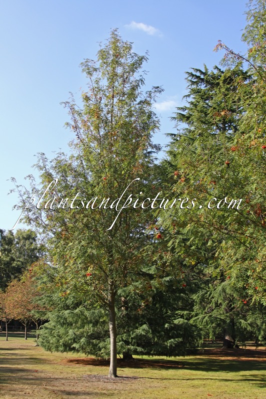 Sorbus aucuparia var. edulis