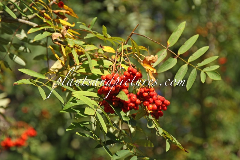 Sorbus aucuparia var. edulis