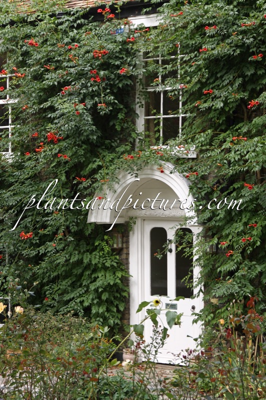 Campsis radicans
