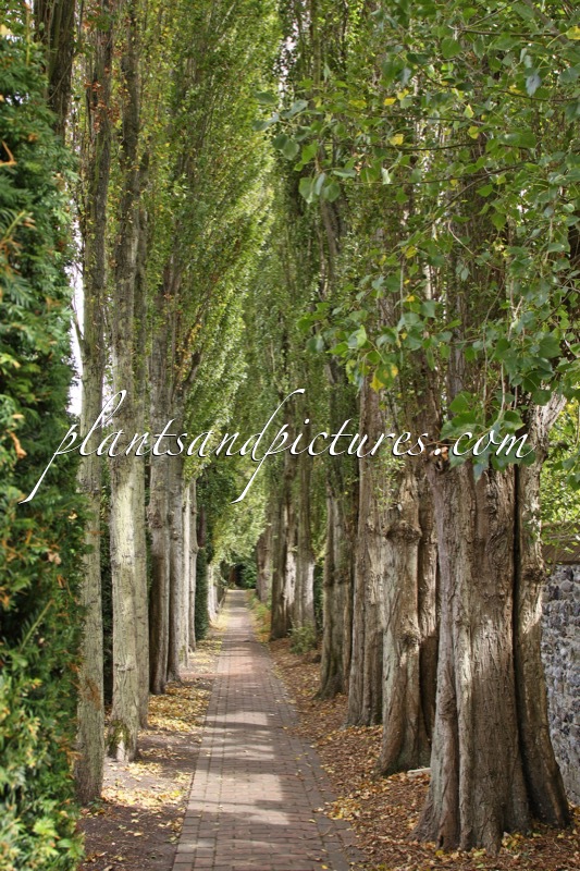 Populus nigra ‘Italica’