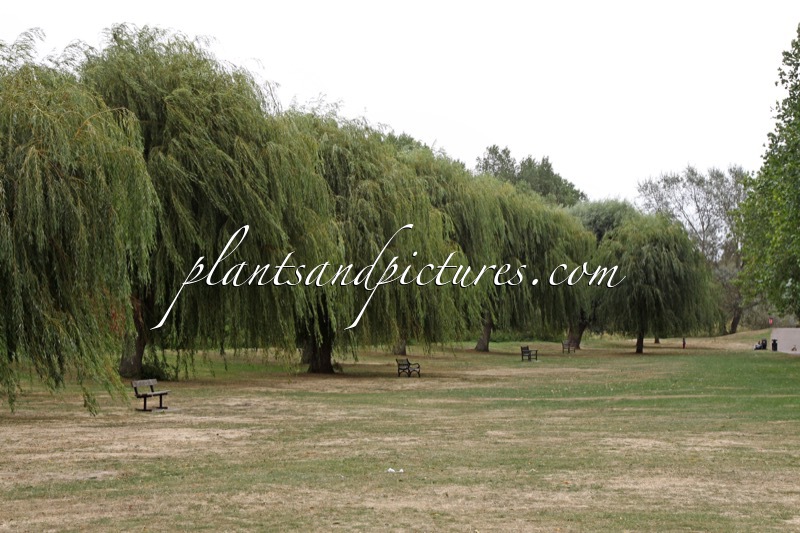 Salix sepulcralis ‘Chrysocoma’