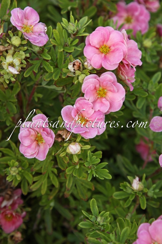 Potentilla fruticosa ‘Kupinpa’ (PINK PARADISE)