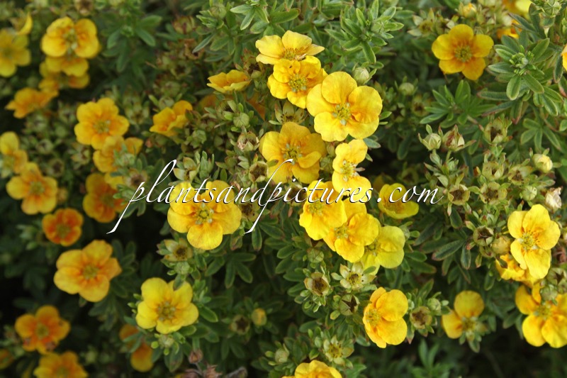 Potentilla fruticosa ‘Uman’ (MANGO TANGO)