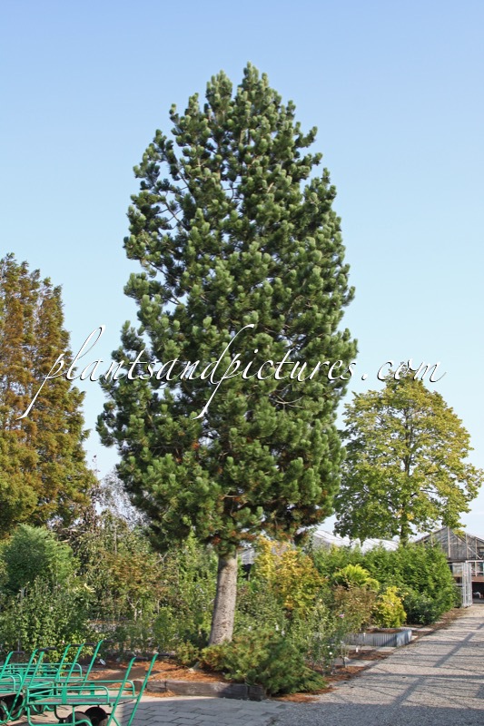 Pinus heldreichii ‘Satellit’