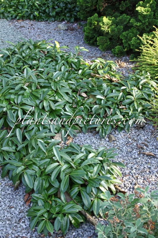 Prunus laurocerasus ‘Mount Vernon’